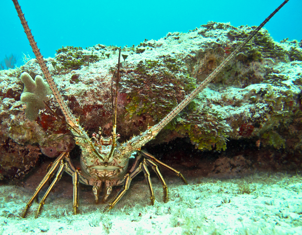 Florida Keys Lobster Season, Monroe county, sport lobster season
